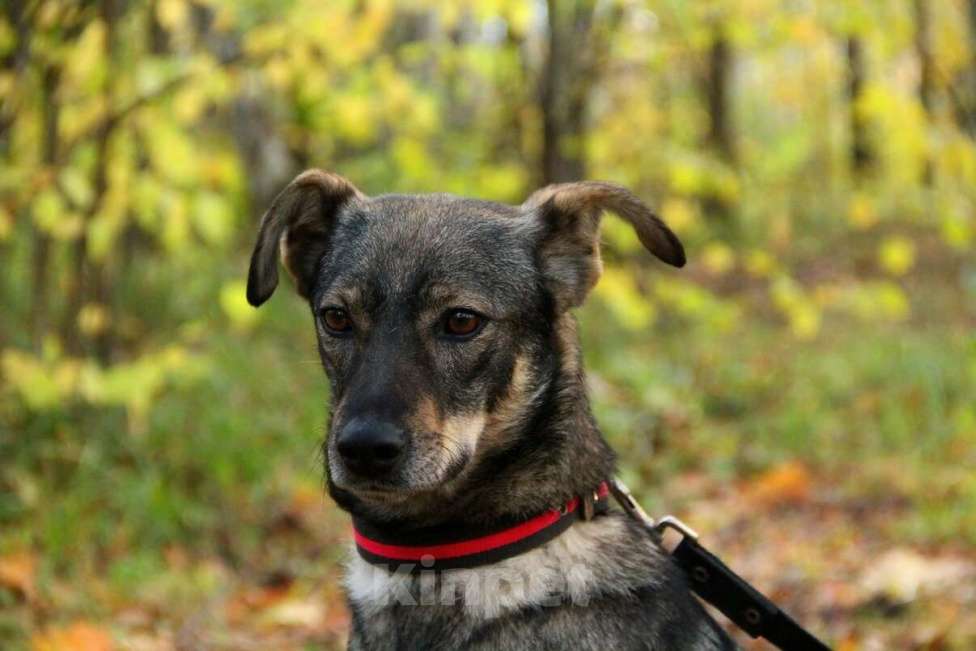 Собаки в Москве: Хильда Девочка, Бесплатно - фото 16