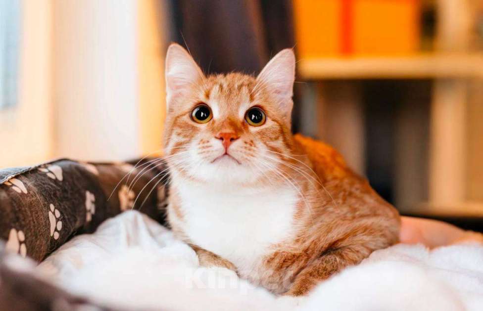 Кошки в Москве: котенок Эль ищет дом Мальчик, Бесплатно - фото 2