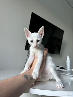 Ориентальный котенок