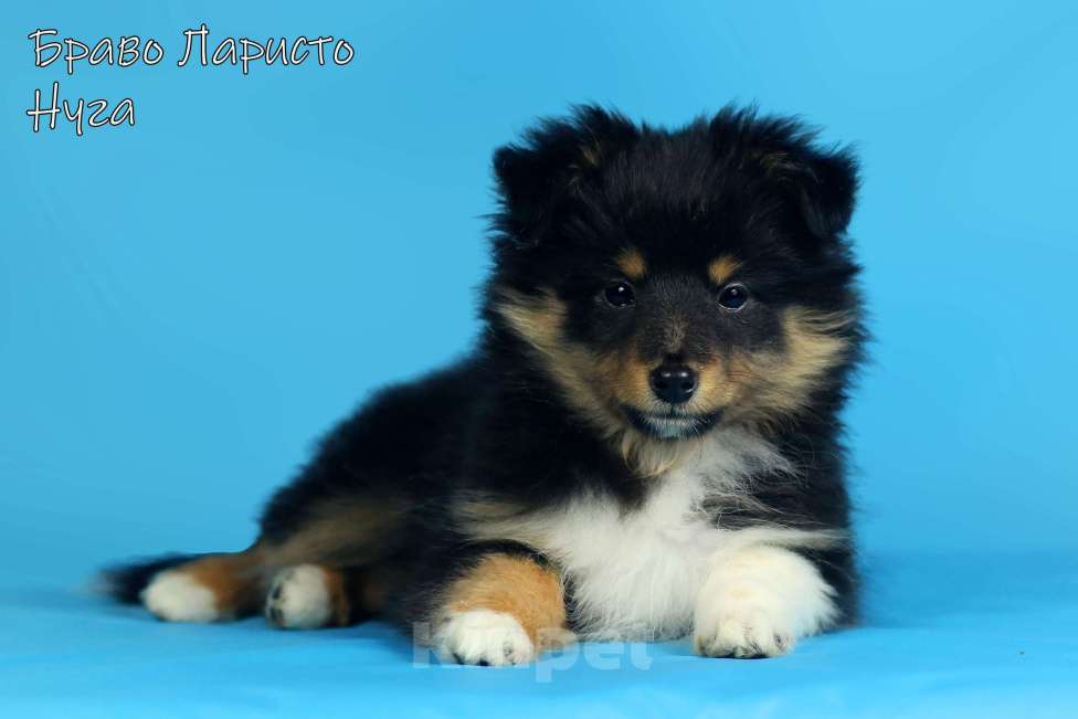 Собаки в Рязани: Щенки шелти. Девочка, Бесплатно - фото 3