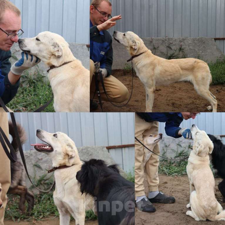 Собаки в Москве: Кнопочка в поисках родителей  Девочка, Бесплатно - фото 5