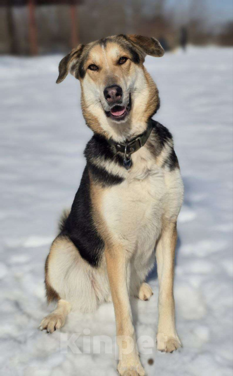 Собаки в Королеве: Нежная Лаура ждет свою семью Девочка, Бесплатно - фото 7