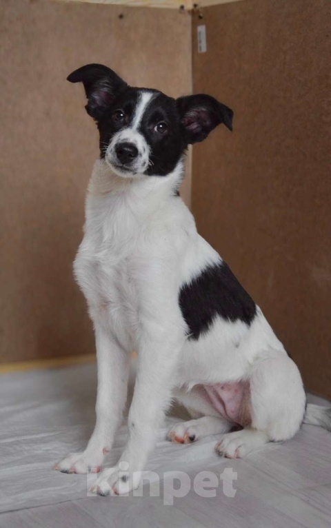 Собаки в Волгограде: Эбби ищет дом Девочка, Бесплатно - фото 1