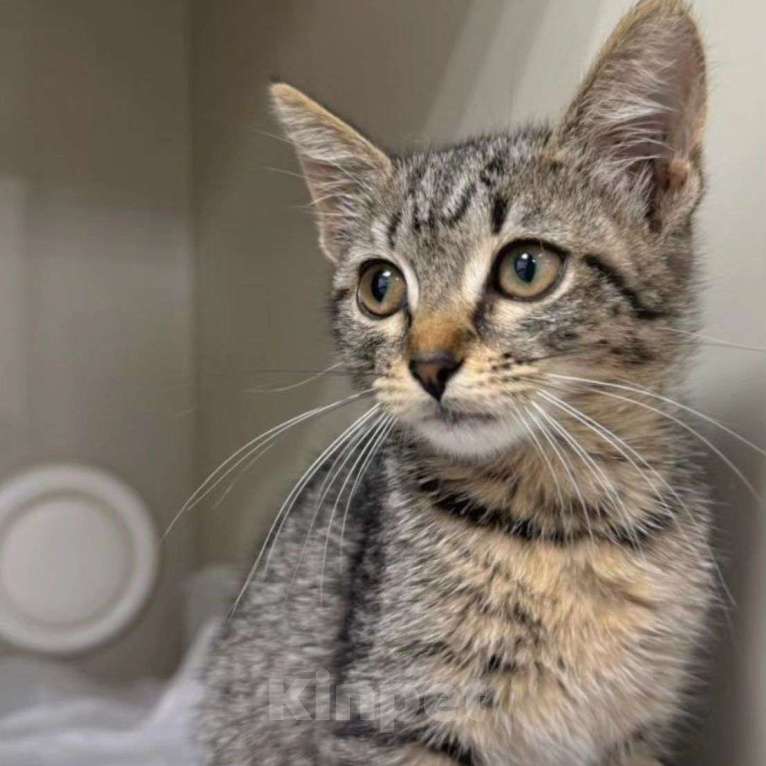 Кошки в Москве: Маленькая кроха живёт взаперти Девочка, Бесплатно - фото 3