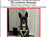 Собаки в Чехове: Потерялась Девочка, 10 000 руб. - фото 1