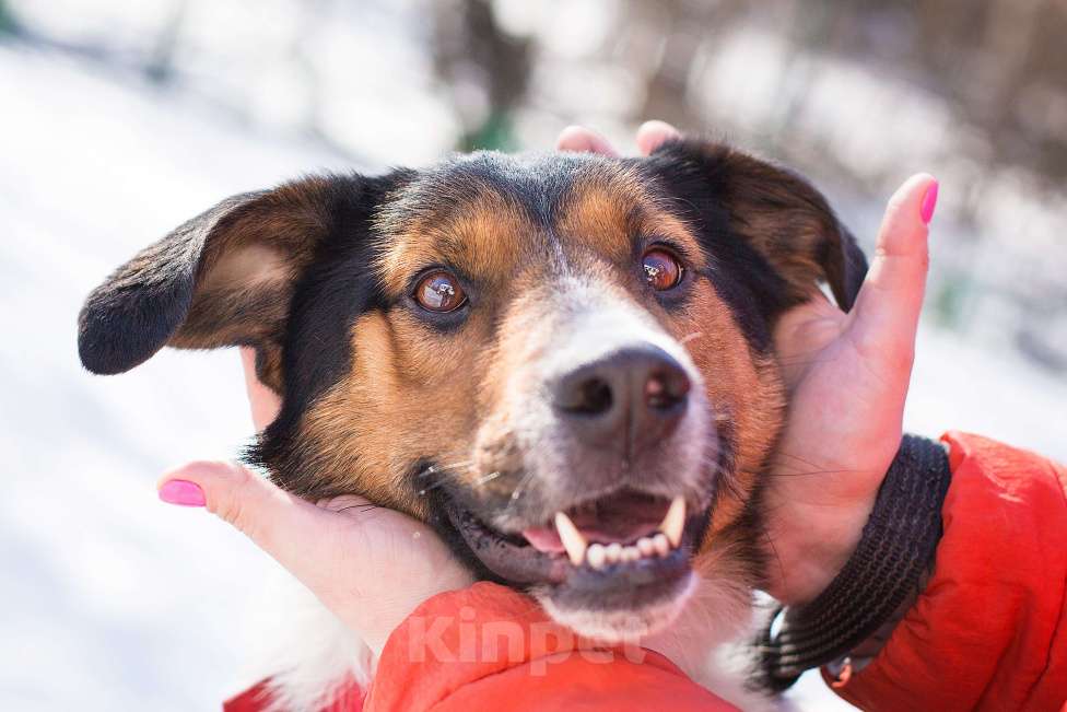 Собаки в Москве: Ньюша ищет дом Мальчик, Бесплатно - фото 3