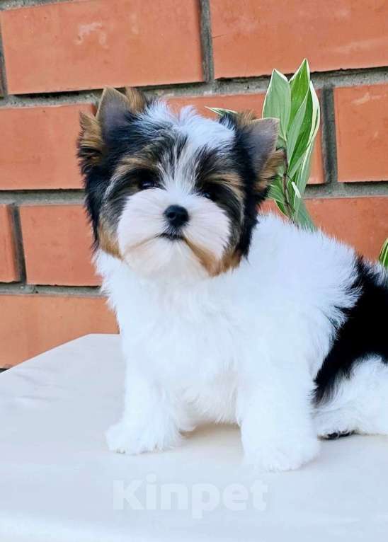 Собаки в Краснодаре: Кукольная Девочка, документы РКФ Девочка, 70 000 руб. - фото 2