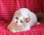 Кошки в Магнитогорске: Nancy Marshmallow  Девочка, Бесплатно - фото 1