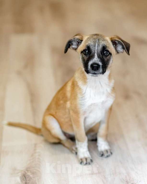 Кошки в Москве: Комочек ласки и нежности Лизи ищет дом. Девочка, Бесплатно - фото 4