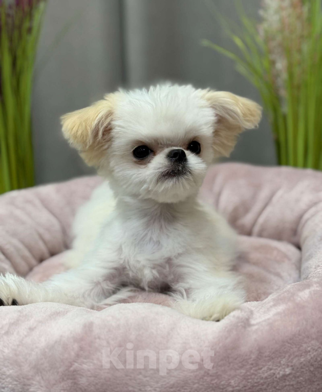 Собаки в Москве: Чакки.  Эксклюзивное микро. Мальчик, 150 000 руб. - фото 1