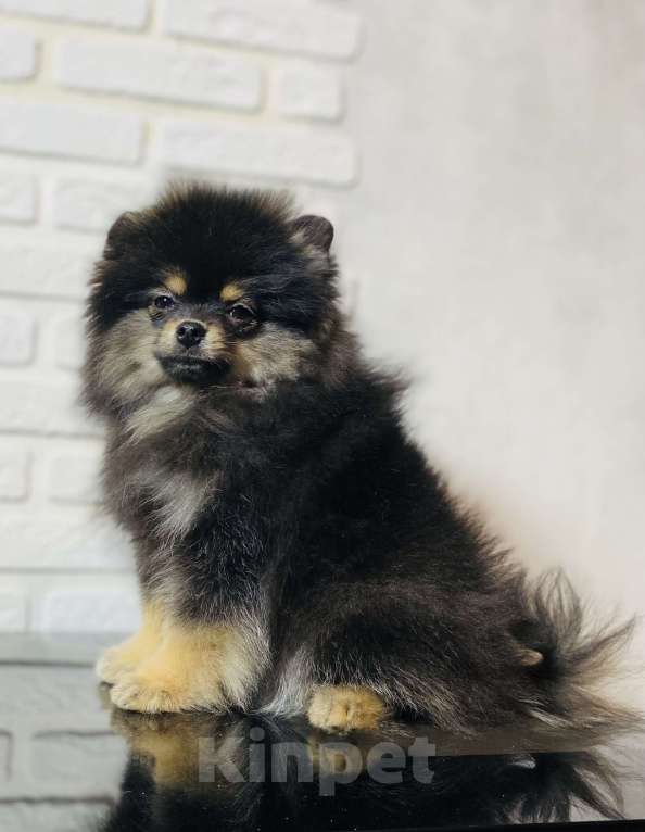 Собаки в Москве: Померанский шпиц  Мальчик, 40 000 руб. - фото 9