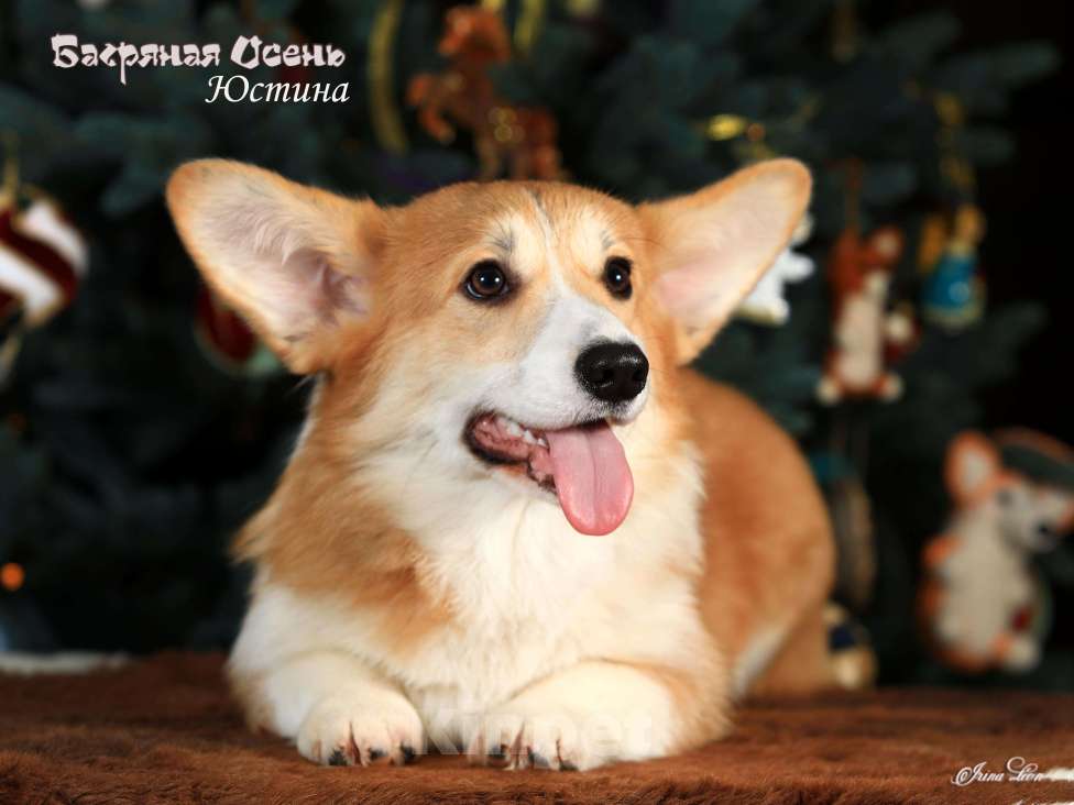 Собаки в других городах Московской области: Щенок вельш корги пемброк Девочка, 50 000 руб. - фото 1