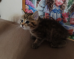 Кошки в Барнауле: Котята Курильский бобтейл Мальчик, Бесплатно - фото 1