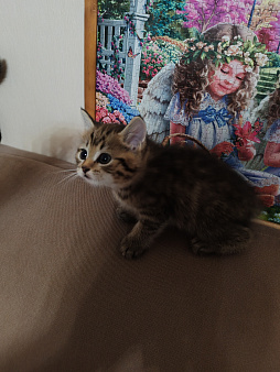 Котята Курильский бобтейл