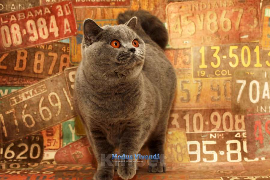 Кошки в других городах Московской области: Шикарная британочка Девочка, 1 000 руб. - фото 2