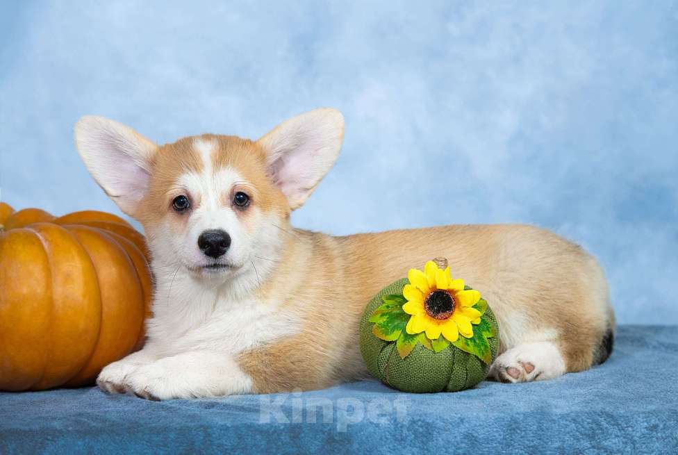 Собаки в Москве: Вельш корги пемброк  Мальчик, 100 000 руб. - фото 1