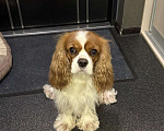 Собаки в Томске: ИЩЕТСЯ НЕВЕСТА для замечательного кавалера!  вязка кавалер кинг чарльз спаниэль Мальчик, Бесплатно - фото 4