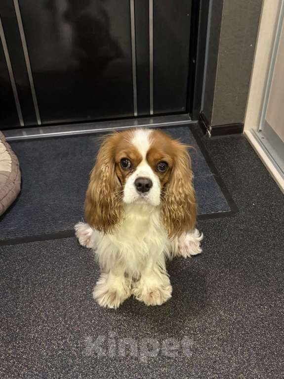 Собаки в Томске: ИЩЕТСЯ НЕВЕСТА для замечательного кавалера!  вязка кавалер кинг чарльз спаниэль Мальчик, Бесплатно - фото 4