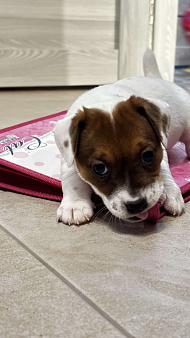 Щенок джек-рассел-терьер от титулованных родителей