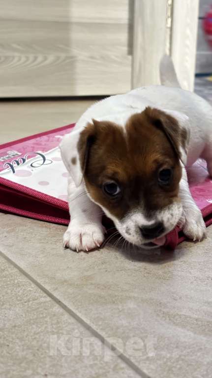 Собаки в Москве: Щенок джек-рассел-терьер от титулованных родителей Девочка, 1 руб. - фото 2