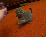 Кошки в Москве: Шотландская вислоухая кошка котенок Мальчик, 15 000 руб. - фото 6