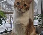 Кошки в Реутове: Очень хороший кот! Мальчик, Бесплатно - фото 4