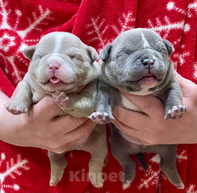 Собаки в Санкт-Петербурге: Щенки американский булли Мальчик, Бесплатно - фото 1