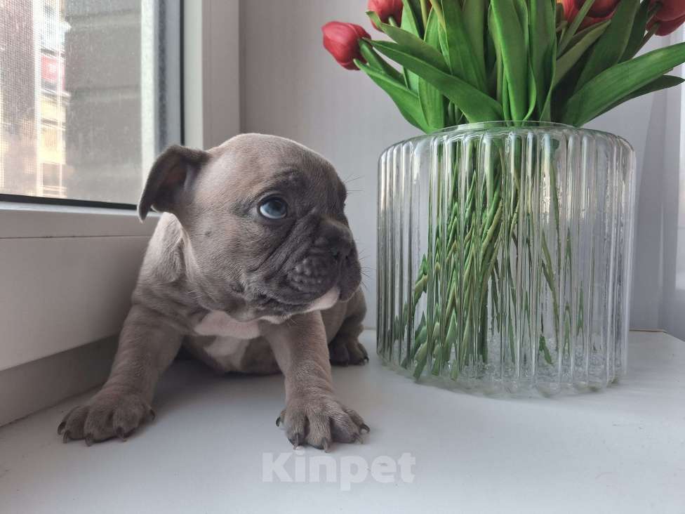 Собаки в Санкт-Петербурге: Французский бульдог Мальчик, 50 000 руб. - фото 5