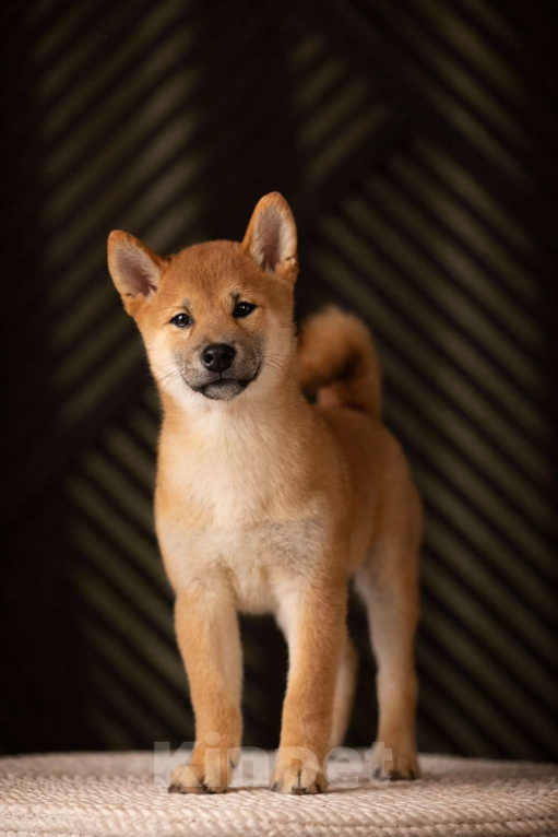 Собаки в Москве: Сиба Ину (щенок) Мальчик, 90 000 руб. - фото 2