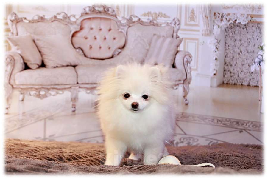 Собаки в Москве: девочка померанского шпица Девочка, 90 000 руб. - фото 2