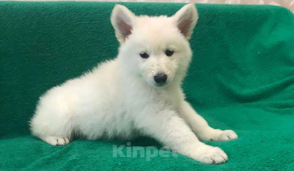 Собаки в Симферополе: Белая швейцарская овчарка (щенки) Девочка, 35 000 руб. - фото 2