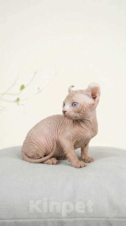 Кошки в Москве: Котёнок эльф Девочка, 85 000 руб. - фото 2