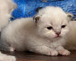Кошки в Краснодаре: Невский мальчик Мальчик, 40 000 руб. - фото 8