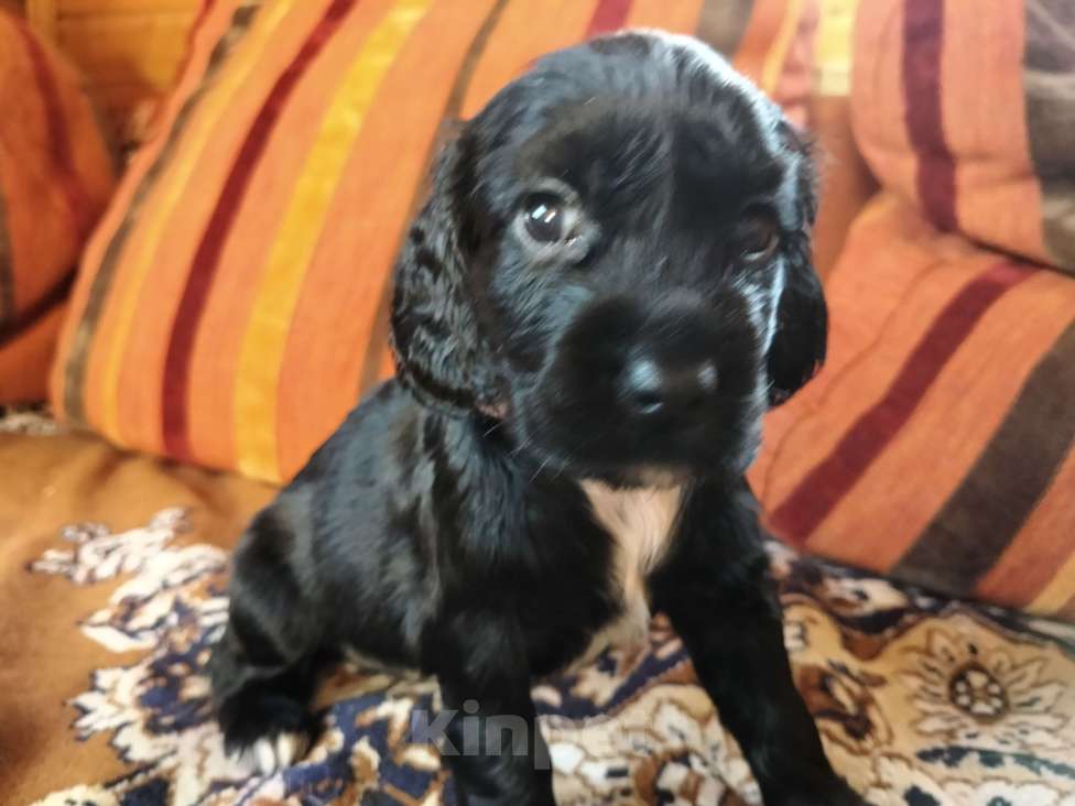 Собаки в других городах Московской области: Щенки английский кокер спаниель Мальчик, 22 000 руб. - фото 3