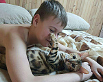 Кошки в Москве: Бенгальские малыши 1,5 мес, 15 000 руб. - фото 4