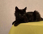 Кошки в Ливны: Этот Котенок приехала к нам из Астрахани, Бесплатно - фото 3