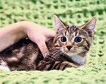Кошки в Москве: Сладкий добрейший котенок Маффин ищет дом  Мальчик, Бесплатно - фото 1
