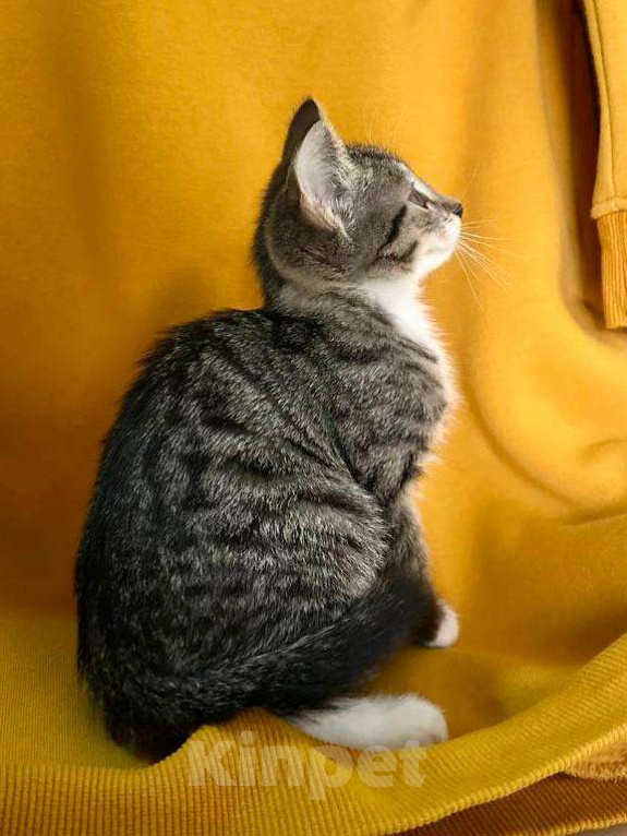 Кошки в Москве: Боевая девчонка Лиза ищет дом Девочка, Бесплатно - фото 3