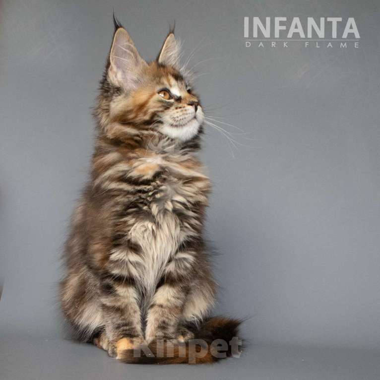 Кошки в других городах Воронежской области: Infanta Dark Flame Девочка, 50 000 руб. - фото 9