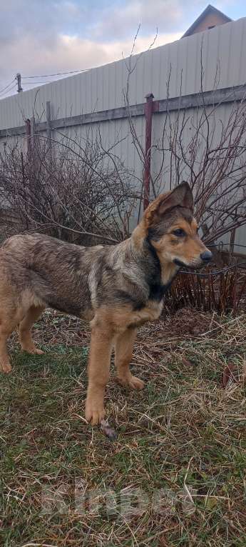 Собаки в других городах Московской области: Щенок в дар Девочка, Бесплатно - фото 9