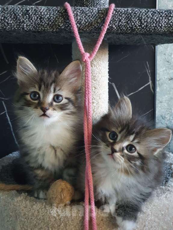 Кошки в Москве: SIB Сибирские котята Девочка, 45 000 руб. - фото 5