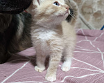 Кошки в Люберцах: Гипоаллергенный котик Мальчик, 5 000 руб. - фото 2