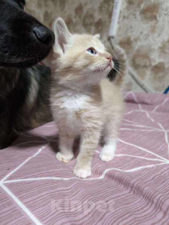 Кошки в Люберцах: Гипоаллергенный котик Мальчик, 5 000 руб. - фото 2