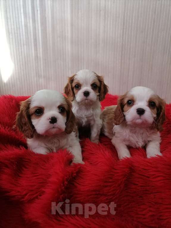 Собаки в Москве: Кавалер Кинг Чарльз спаниель 2 мес  Мальчик, 90 000 руб. - фото 5