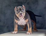 Собаки в Белово: Щенок Американский булли Девочка, 150 000 руб. - фото 3