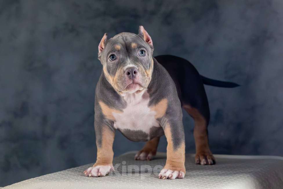 Собаки в Белово: Щенок Американский булли Девочка, 150 000 руб. - фото 3