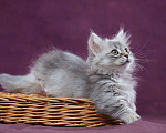 Кошки в Барнауле: Кошечка Юлиана💖 Девочка, Бесплатно - фото 10