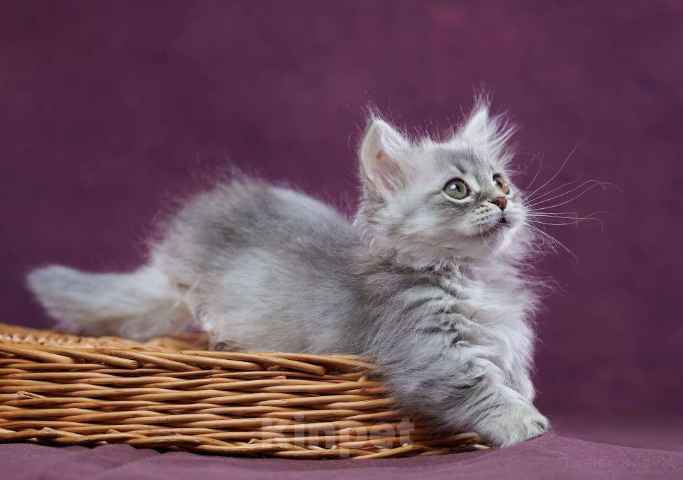 Кошки в Барнауле: Кошечка Юлиана💖 Девочка, Бесплатно - фото 10