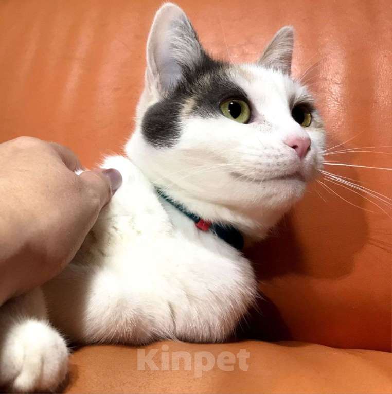 Кошки в Москве: Ласковая трехцветочка Вафелька мечтает стать любимой 🤍 Девочка, Бесплатно - фото 3