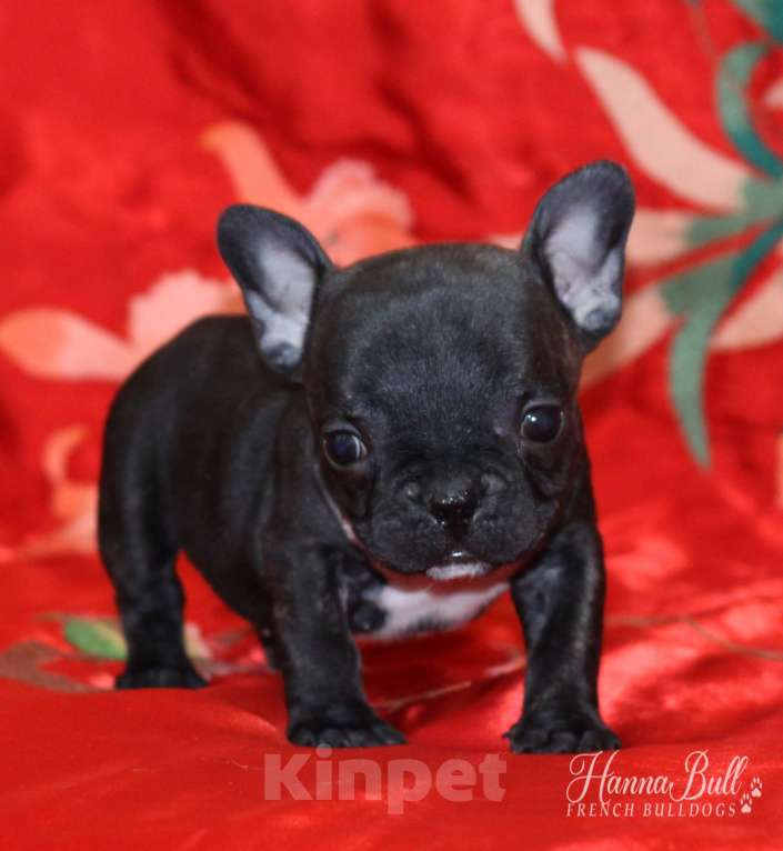 Собаки в Москве: Девочка французский бульдог Ляля Девочка, 75 000 руб. - фото 5